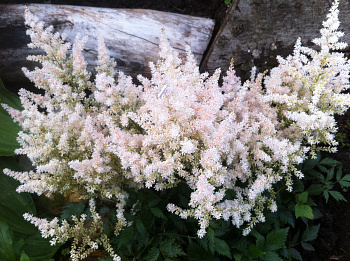 Астильба простолистная Вайт Вингс Астильба простолистная Вайт Вингс