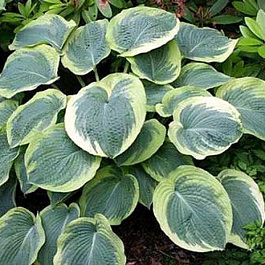 Хоста гибридная Самурай НАБОР 2ШТ (1+1)