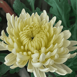 Хризантема индийская Lichtkuppel