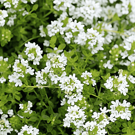 Тимьян белый