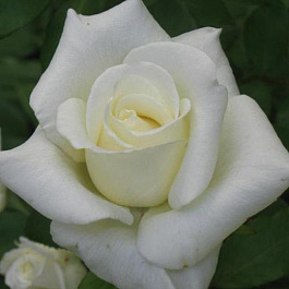 Роза чайно-гибридная Атена