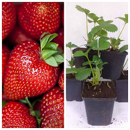 Земляника садовая Сельва НАБОР 5ШТ Земляника садовая Сельва НАБОР 5ШТ