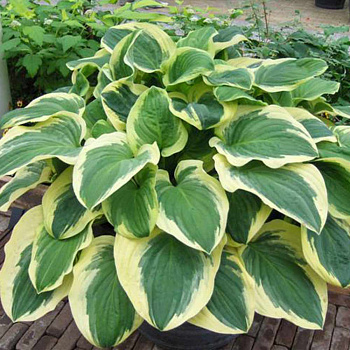 Хоста гибридная Диана Ремемберед НАБОР 2ШТ (1+1)