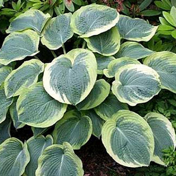 Хоста гибридная Самурай НАБОР 2ШТ (1+1)