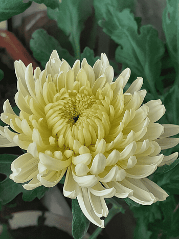 Хризантема индийская Lichtkuppel