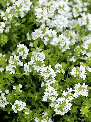 Тимьян белый