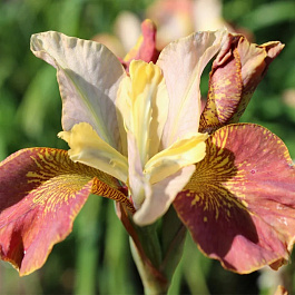 Ирис сибирский Дринк йо Ти