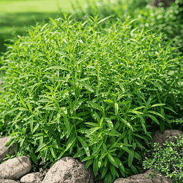 Эстрагон French Dragon