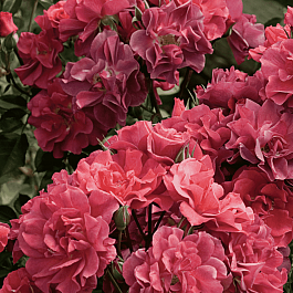 Роза Флорибунда Cinco de Mayo