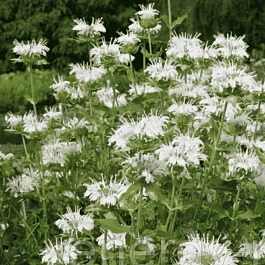 Монарда гибридная Schneewittchen