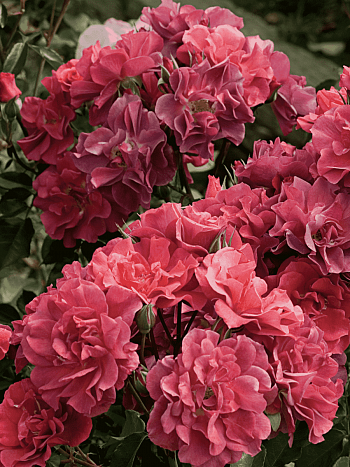 Роза Флорибунда Cinco de Mayo