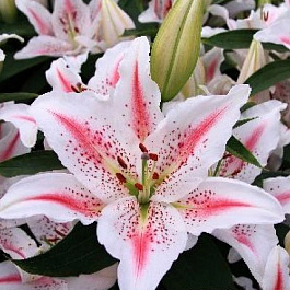 Лилия восточная Ла-Рошель