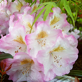 Рододендрон гибридный Бриджит