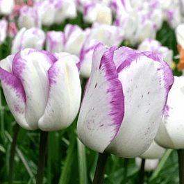 Тюльпан триумф Shirley