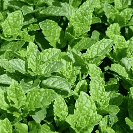 Мята пряная  Moroccan Mint