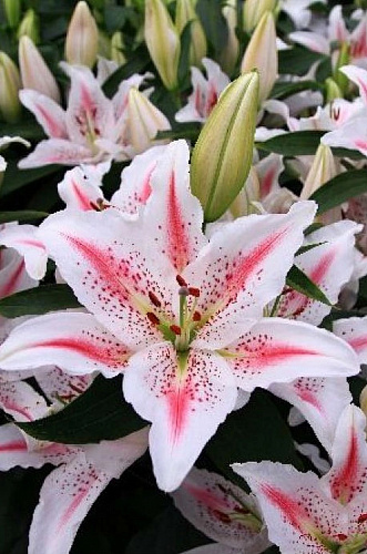 Лилия восточная Ла-Рошель