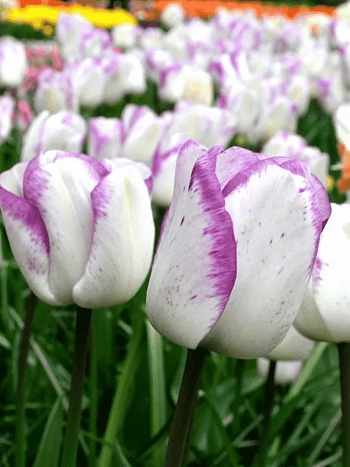 Тюльпан триумф Shirley