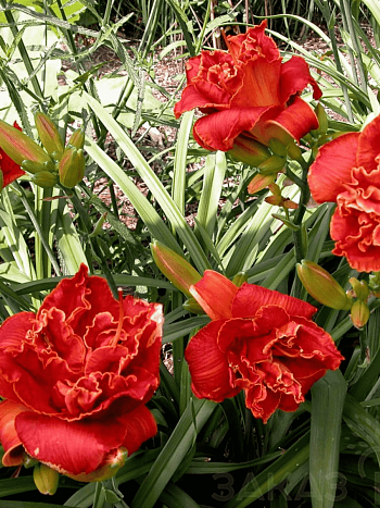 Лилейник Moses Fire