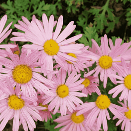 Хризантема корейская Клара Кертис