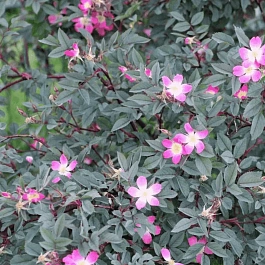 Шиповник сизый