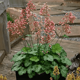 Гейхера Little Cutie Peppermint