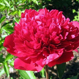 Пион травянистый Мэни Хэппи Ритернз