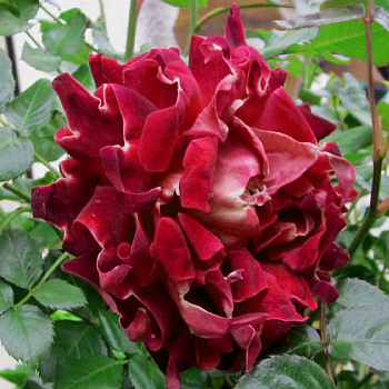 Роза флорибунда Раффлс Мистик Раффлс