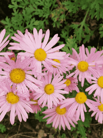 Хризантема корейская Клара Кертис