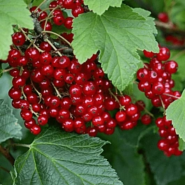 Смородина красная Ранняя Сладкая