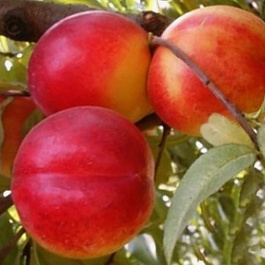 Нектарин Лола