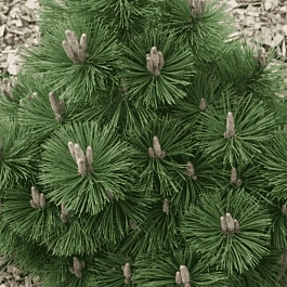 Сосна чёрная Helga