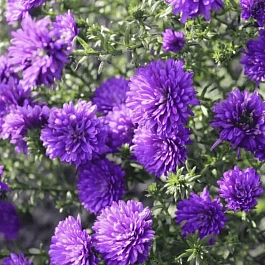 Астра Ново-бельгийская Henry I Purple