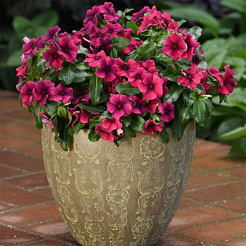 Катарантус Тату Блэк Черри