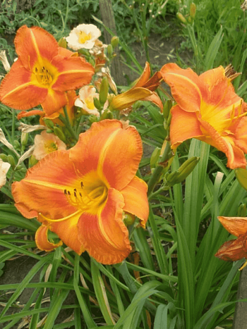 Лилейник Tuscawilla Tigress