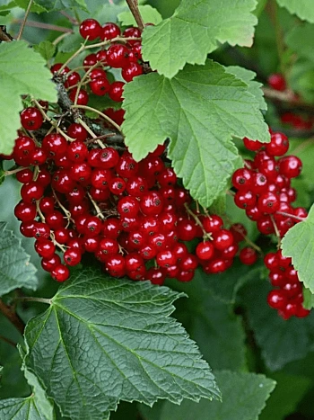 Смородина красная Ранняя Сладкая