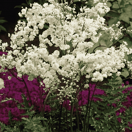 Лабазник пурпурный Flora Plena