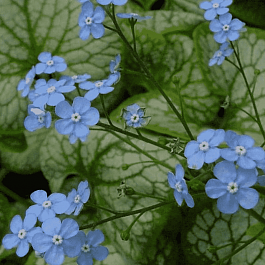 Бруннера крупнолистная Jack Frost