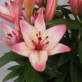 Лилия азиатская горшечная Конфетти Джой