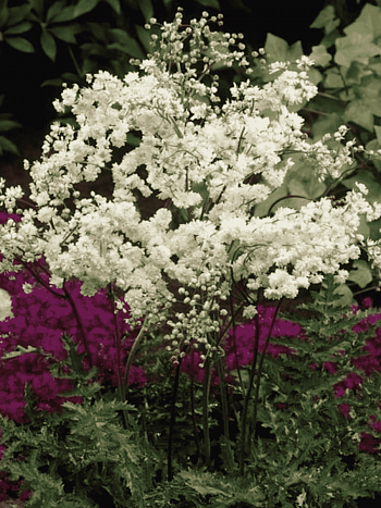 Лабазник пурпурный Flora Plena