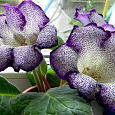 Глоксиния гибридная Tigrina Blue Глоксиния гибридная Tigrina Blue