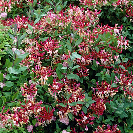 Жимолость приморская Белгика Селект Жимолость приморская Белгика Селект