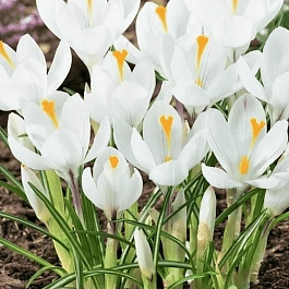 Крокус крупноцветковый Jeanne d'Arc