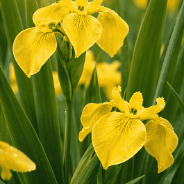 Ирис болотный