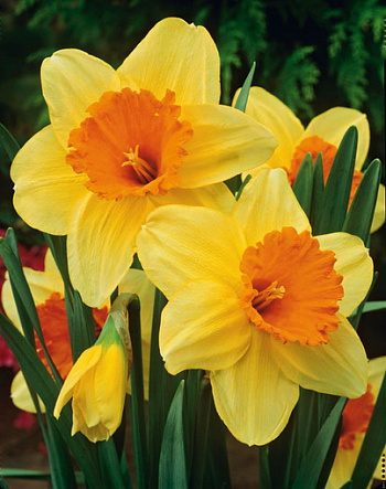 Нарцисс крупнокорончатый Суада