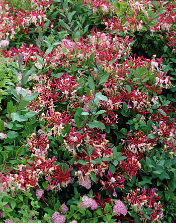 Жимолость приморская Белгика Селект