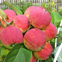 Яблоня Уралец