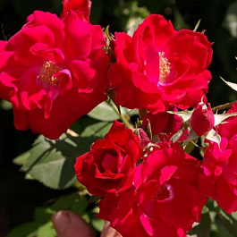 Роза канадская парковая Виннипег Паркс