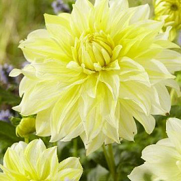 Георгина Декоративная Ла Луна