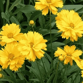 Кореопсис крупноцветковый Sunray