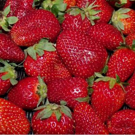 Земляника садовая Фестивальная